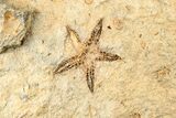 Two Fossil Starfish (Petraster?) & Edrioasteroids - Morocco #193730-2